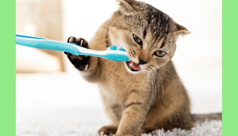Igiene orale per gatti